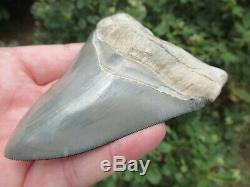 Rare Golden Beach Bone Valley Megalodon Tooth Serrated 100% Natural