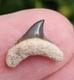 Rare Green Bone Valley Alopias Thresher Shark Tooth Fossil Not Megalodon