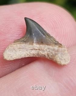 Rare Green Bone Valley Alopias Thresher Shark Tooth Fossil Not Megalodon