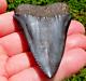 Rare Huge 2.75 Great White Fossil Shark Tooth Nc No Repairs Megalodon Week Gw01