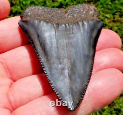 Rare HUGE 2.75 GREAT WHITE Fossil Shark Tooth NC No Repairs megalodon week gw01