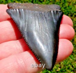 Rare HUGE 2.75 GREAT WHITE Fossil Shark Tooth NC No Repairs megalodon week gw01