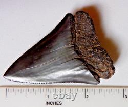 Rare HUGE 2.75 GREAT WHITE Fossil Shark Tooth NC No Repairs megalodon week gw01