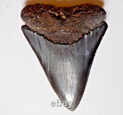 Rare HUGE 2.75 GREAT WHITE Fossil Shark Tooth NC No Repairs megalodon week gw01