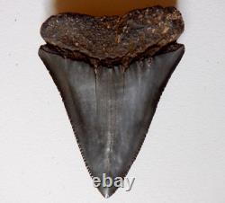 Rare HUGE 2.75 GREAT WHITE Fossil Shark Tooth NC No Repairs megalodon week gw01