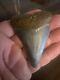 Rare Huge 2.88 Great White Fossil Shark Tooth Nc No Repairs Megalodon Week