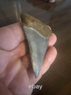 Rare HUGE 2.88 GREAT WHITE Fossil Shark Tooth NC No Repairs megalodon week