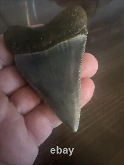 Rare HUGE 2.88 GREAT WHITE Fossil Shark Tooth NC No Repairs megalodon week