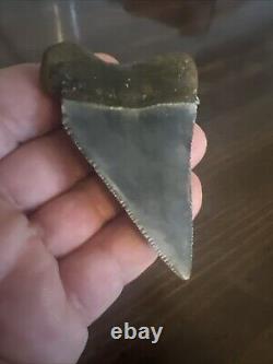 Rare HUGE 2.88 GREAT WHITE Fossil Shark Tooth NC No Repairs megalodon week
