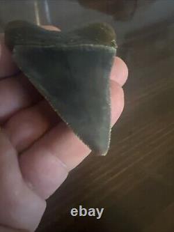 Rare HUGE 2.88 GREAT WHITE Fossil Shark Tooth NC No Repairs megalodon week