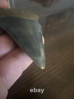 Rare HUGE 2.88 GREAT WHITE Fossil Shark Tooth NC No Repairs megalodon week