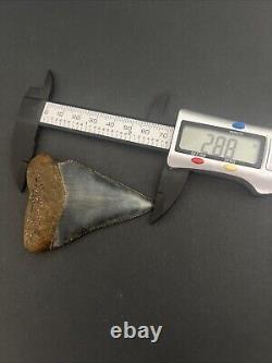 Rare HUGE 2.88 GREAT WHITE Fossil Shark Tooth NC No Repairs megalodon week