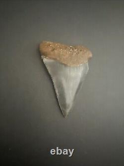 Rare HUGE 2.88 GREAT WHITE Fossil Shark Tooth NC No Repairs megalodon week