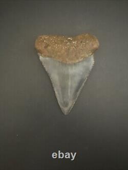 Rare HUGE 2.88 GREAT WHITE Fossil Shark Tooth NC No Repairs megalodon week