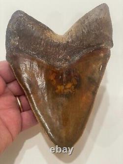 Rare HUGE Colorful 5.9+ Peruvian Megalodon Shark Tooth PERU