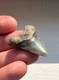 Rare Hubbell Megalodon Summerville South Carolina Fossil Shark Tooth 1.45