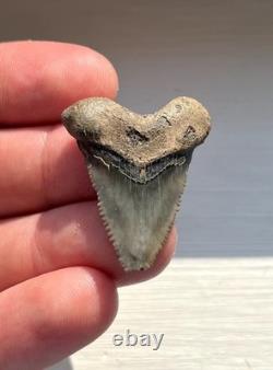 Rare Hubbell Megalodon Summerville South Carolina Fossil Shark Tooth 1.45