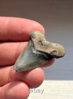 Rare Hubbell Megalodon Summerville South Carolina Fossil Shark Tooth 1.45