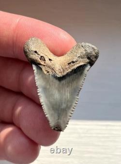 Rare Hubbell Megalodon Summerville South Carolina Fossil Shark Tooth 1.45