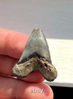 Rare Hubbell Megalodon Summerville South Carolina Fossil Shark Tooth 1.45