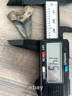 Rare Hubbell Megalodon Summerville South Carolina Fossil Shark Tooth 1.45