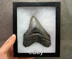 Rare Megalodon Shark Tooth Fossil Sharks Teeth PATHOLOGICALLY DEFORMED