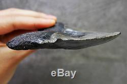 Rare Megalodon Shark Tooth Fossil Sharks Teeth PATHOLOGICALLY DEFORMED