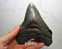 Rare Megalodon Shark Tooth Fossil Sharks Teeth PATHOLOGICALLY DEFORMED