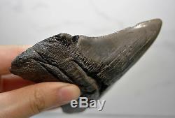 Rare Megalodon Shark Tooth Fossil Sharks Teeth PATHOLOGICALLY DEFORMED