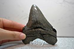 Rare Megalodon Shark Tooth Fossil Sharks Teeth PATHOLOGICALLY DEFORMED