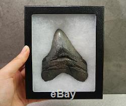 Rare Megalodon Shark Tooth Fossil Sharks Teeth PATHOLOGICALLY DEFORMED