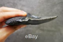 Rare Megalodon Shark Tooth Fossil Sharks Teeth PATHOLOGICALLY DEFORMED