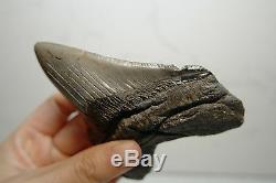 Rare Megalodon Shark Tooth Fossil Sharks Teeth PATHOLOGICALLY DEFORMED