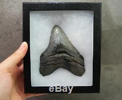 Rare Megalodon Shark Tooth Fossil Sharks Teeth PATHOLOGICALLY DEFORMED