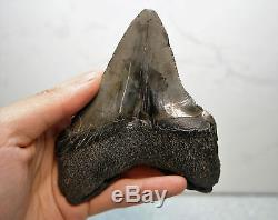 Rare Megalodon Shark Tooth Fossil Sharks Teeth PATHOLOGICALLY DEFORMED