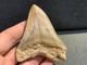 Rare Otodus Megalodon Shark Tooth Fossil, Good Preservation, Indonesia