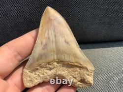 Rare Otodus Megalodon Shark Tooth Fossil, Good Preservation, Indonesia