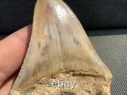 Rare Otodus Megalodon Shark Tooth Fossil, Good Preservation, Indonesia