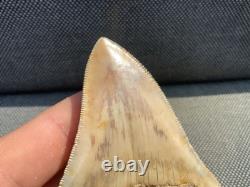 Rare Otodus Megalodon Shark Tooth Fossil, Good Preservation, Indonesia