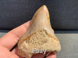 Rare Otodus Megalodon Shark Tooth Fossil, Good Preservation, Indonesia