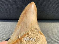 Rare Otodus Megalodon Shark Tooth Fossil, Good Preservation, Indonesia