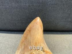 Rare Otodus Megalodon Shark Tooth Fossil, Good Preservation, Indonesia