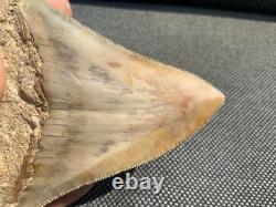 Rare Otodus Megalodon Shark Tooth Fossil, Good Preservation, Indonesia