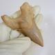 Rare Otodus Obliquus Shark Tooth Megalodon Lineage Morocco Fossil
