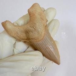 Rare Otodus Obliquus Shark Tooth Megalodon Lineage Morocco Fossil
