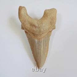 Rare Otodus Obliquus Shark Tooth Megalodon Lineage Morocco Fossil