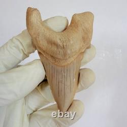 Rare Otodus Obliquus Shark Tooth Megalodon Lineage Morocco Fossil