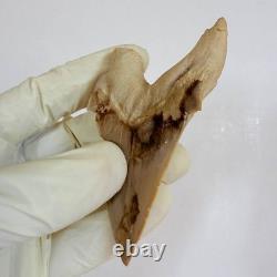 Rare Otodus Obliquus Shark Tooth Megalodon Lineage Morocco Fossil