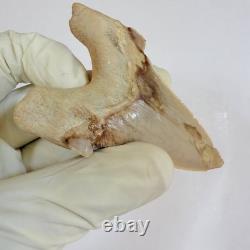 Rare Otodus Obliquus Shark Tooth Megalodon Lineage Morocco Fossil