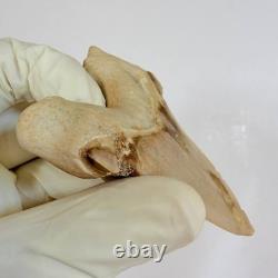 Rare Otodus Obliquus Shark Tooth Megalodon Lineage Morocco Fossil